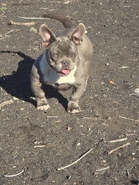 Femmina american bully micro