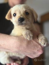 Splendida cucciolata Labrador