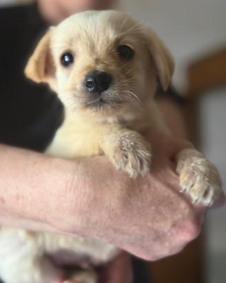 Splendida cucciolata Labrador