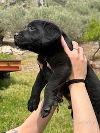 Labrador retriver