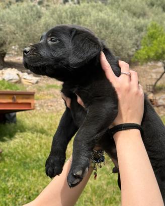Labrador retriver