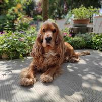 Cocker spaniel maschio per monta