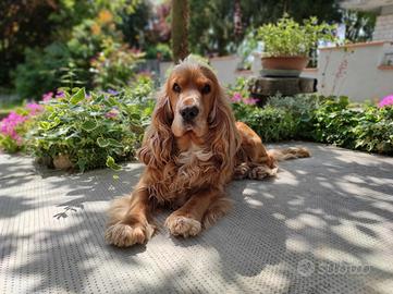 Cocker spaniel maschio per monta