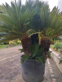 cycas 