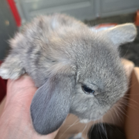 Conigli nani e minilop