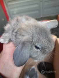 Conigli nani e minilop