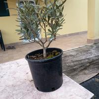 ulivo o olivo mini bonsai