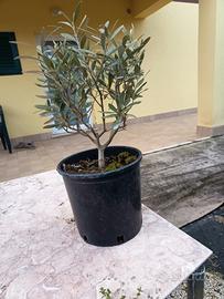 ulivo o olivo mini bonsai
