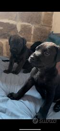 Cuccioli cane corso
