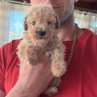 Barboncini toy champagne piccolissimi