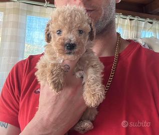 Barboncini toy champagne piccolissimi