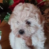 Maltipoo femmina