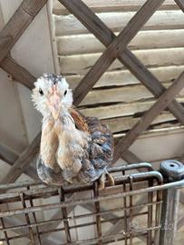Galline