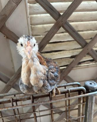 Galline