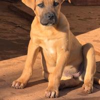 Meravigliosi cuccioli da adottare