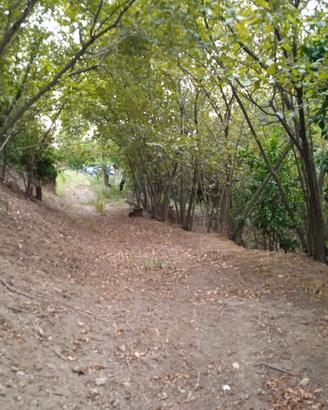 Terreno agricolo