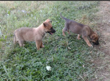 Cuccioli malinois lessy