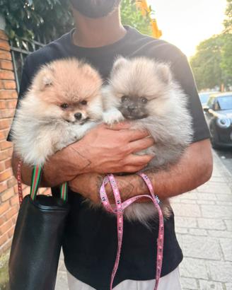 Spitz nano
