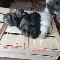 Cuccioli cane bassotto