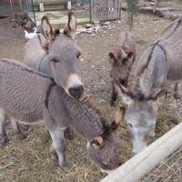 Asino di razza Sarda