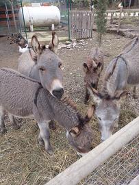 Asino di razza Sarda