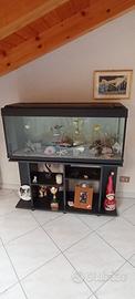 Acquario
