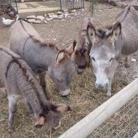 Asino a Lucera -Fg Maschio di 2 anni di Razza Sard