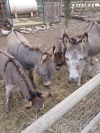 Asino a Lucera -Fg Maschio di 2 anni di Razza Sard