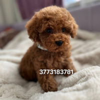 Splendidi cuccioli di Barboncino Mini Toy