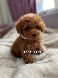 Splendidi cuccioli di Barboncino Mini Toy