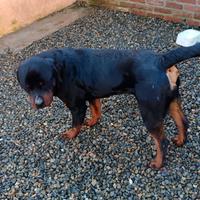 Maltese e rottweiler