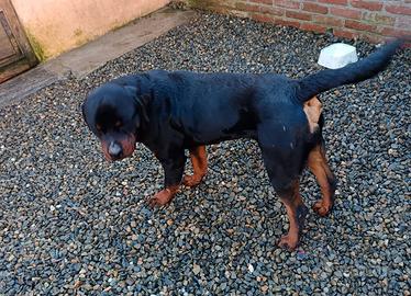 Maltese e rottweiler