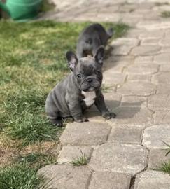Bulldog francese