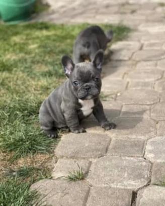 Bulldog francese