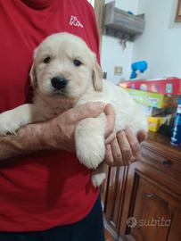Golden retriever femminucce 