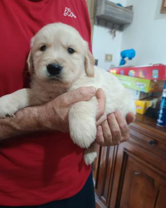 Golden retriever femminucce 