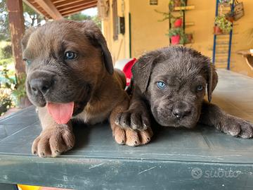 Cuccioli cane corso