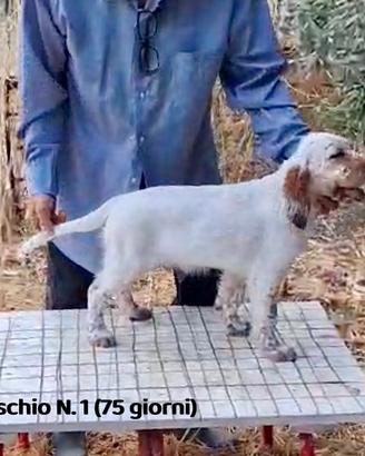 Cuccioli Setter Inglese Genealogia BASSANA