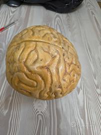 Modello anatomico scolastico cervello 1950