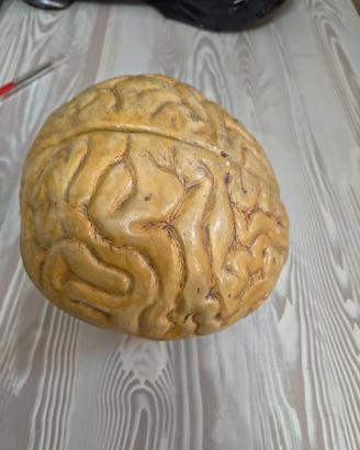 Modello anatomico scolastico cervello 1950
