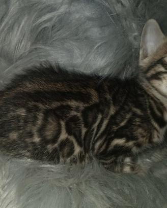 Dolcissima Bengala colore brown freddo,pedigree af