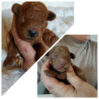 Barboncino toy pedigree enci