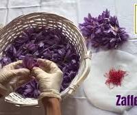 Bulbi Zafferano