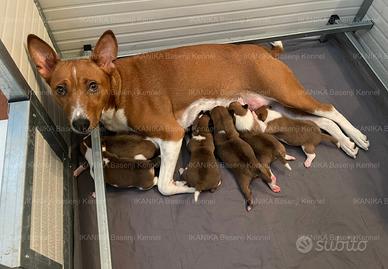 Cuccioli Basenji con Pedigree ENCI