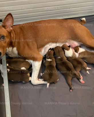 Cuccioli Basenji con Pedigree ENCI
