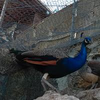 Pavoni indiani comuni