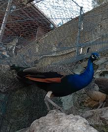 Pavoni indiani comuni