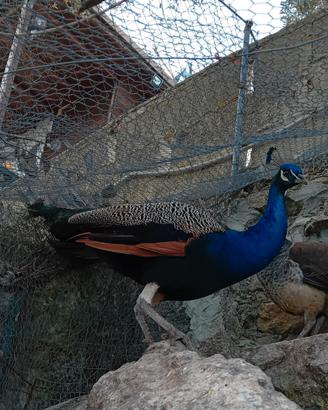 Pavoni indiani comuni