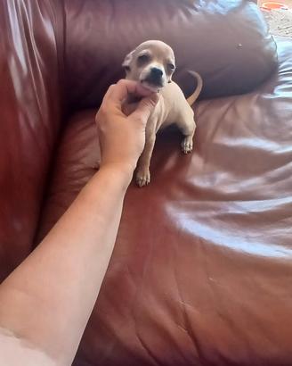 Chihuahua toy ultimo rimasto