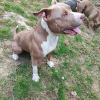 American Pitt bull terrier adulto